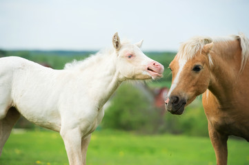 cream pony foal in the meadow with adult pony