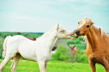 Obraz premium cream pony foal in the meadow with adult pony