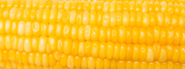 Corn on a white background.