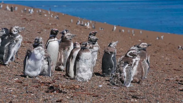 A group of Magellanic penguin with chicks on the beach at Valdes Peninsula in Argentina