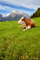 Fototapeta na wymiar Cows on alpine meadow, in the background mountains