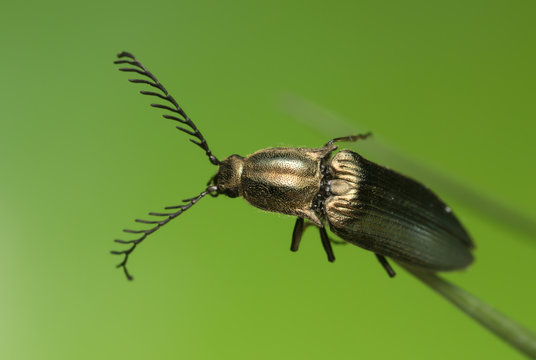 Male click beetle, Ctenicera pectinicornis on grass blade