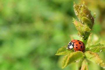 Ladybug