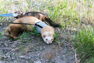 Two ferret for walk with a collar and leash