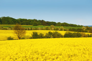 Obraz premium Yellow field with rapeseed flowers and trees between fields. Rape in blossom