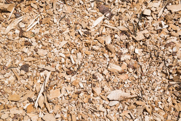 木屑 / Wood chip