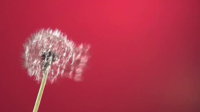 The wind blows away dandelion seeds on a red background. Slow motion 240 fps. High speed camera shot. Full HD 1080p. Slowmo 