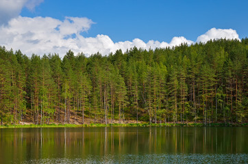 Pines on lake