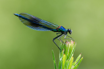 Banded demoiselle (Calopteryx splendens) male. Damselfly with dark band across centre of wings and metallic blue-green body