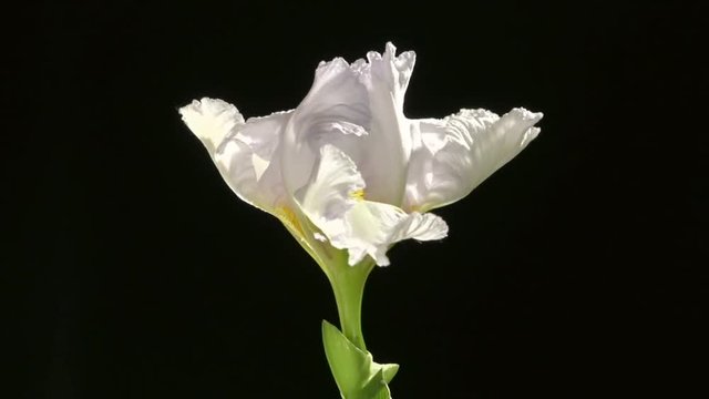 White iris  blossoming time lapse on a black background. Time lapse. High speed camera shot. Full HD 1080p. Timelapse 