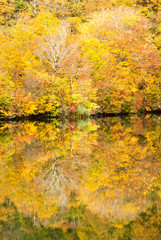 長野県小谷村鎌池の紅葉と黄葉