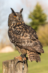 Uhu (Bubo bubo)