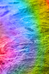 Genetically Modified Wheat