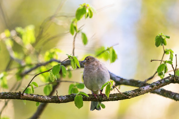 Chaffinch on a branch in the spring