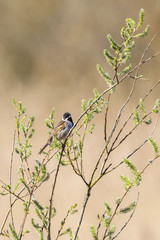 Reed Bunting on a tree branch in the spring