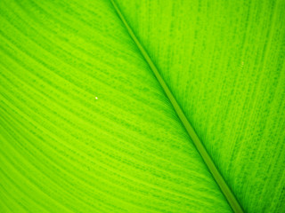 Naklejka premium Green leaf texture with selective focus for background