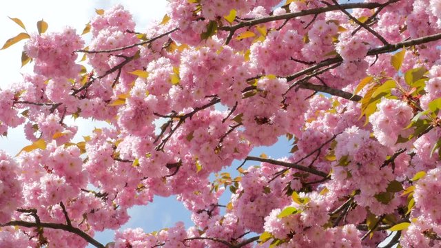 Branches of Sakura Japanese Cherry Blossoms With Pink Flowers and Delicate Petals Multiple Branches Swaying in the Wind 4k Uhd Video Shot.