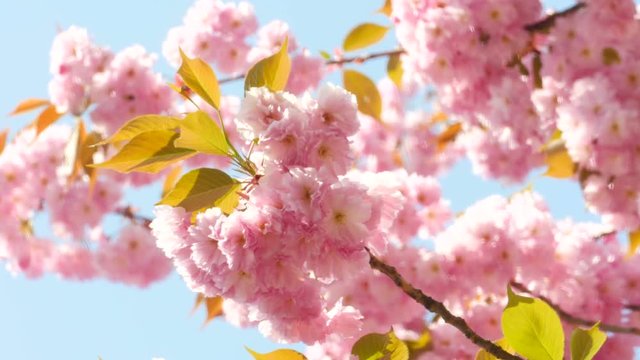 Branches of Sakura Japanese Cherry Blossoms With Pink Flowers and Delicate Petals Swaying in the Wind on Summer Sky Background With Sunshine Closeup 4k Uhd Video Shot.