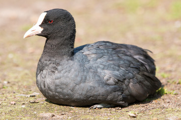 Blässhuhn (Fulica atra)