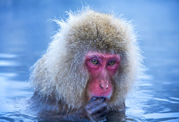 Wet snow monkey looking thoughtful in hot steam bath