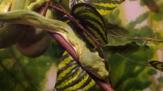 Green Tree Python Lying on a Tree Branch on a Background of Green Tropical Plants. Its Habitat is in Rainforest in Trees and Bushes in Indonesia, Papua New Guinea, Australia. 4k Uhd Video.