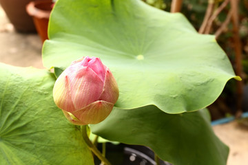 lotus flower