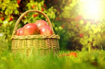 Wicker basket full of red apples at sunset