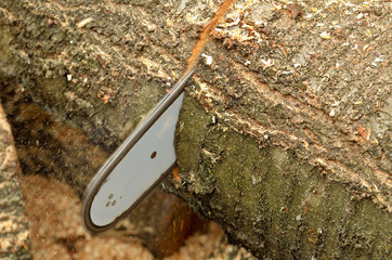 Detail of the chainsaw cutting the wooden log