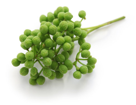 fresh green sansho japanese pepper