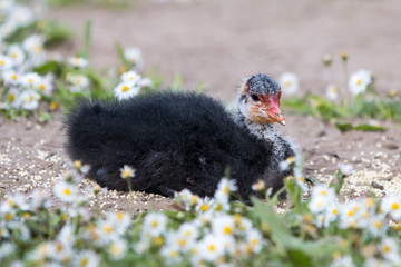 Blässhuhn Kücken (Fulica atra)