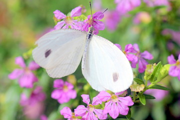 ピンクの花にとまる蝶