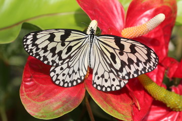 アンスリウムにとまる蝶