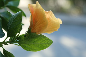 Yellow Hibiscus tropical flower