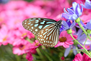 Fototapeta na wymiar 青い花にとまる蝶