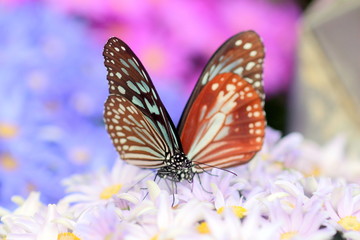 Fototapeta na wymiar 花畑の２羽の蝶