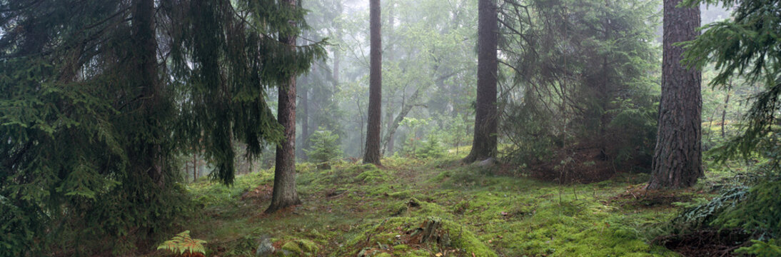 View of forest