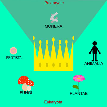 The five kingdom (biology)