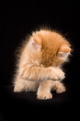 Fluffy red kitten (isolated on black) - obrazy, fototapety, plakaty