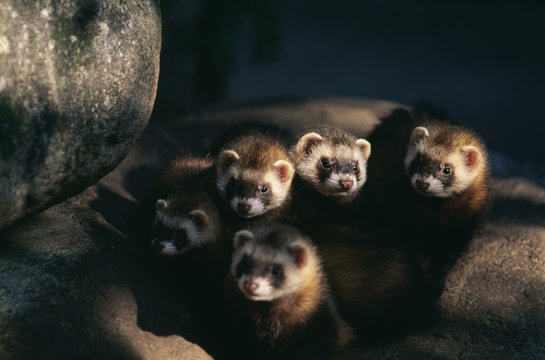 Young animals amid rocks, close-up