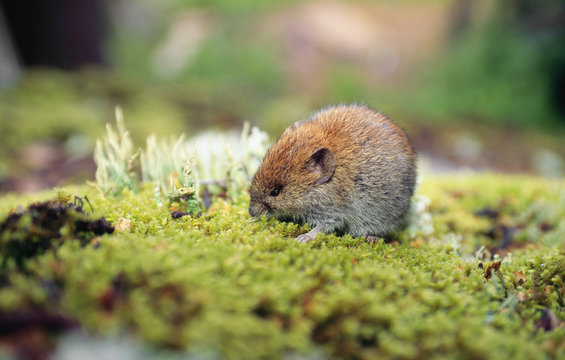 Mouse on grass, close-up