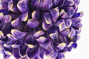 Purple chrysanthemum