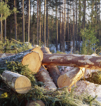 Chopped logs in forest