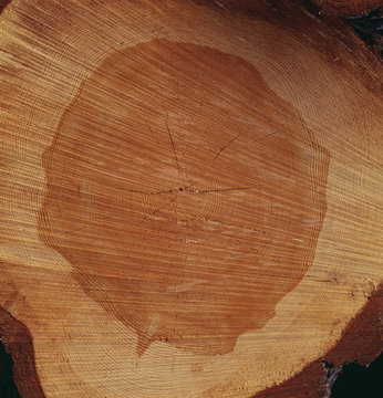 Chopped tree trunk, close-up, full frame