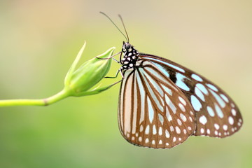 Fototapeta na wymiar 蕾にとまる蝶