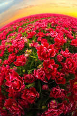 field with red tulips in the netherlands