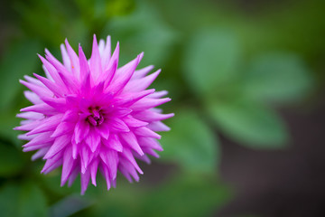 Pink Dahlia flower in full bloom closeup