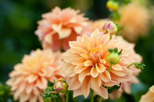 Dahlia Orange Flowers In Garden Full Bloom Closeup