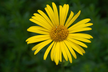 spring flowers