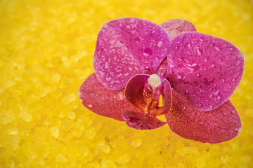 Flower orchids