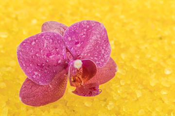 Flower orchids